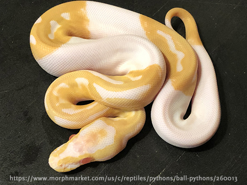 albino pied ball python