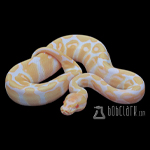 Albino Ball Python