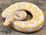 blBlack Pastel Albinoah Ball Python