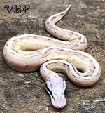 Super Pastel Butter Fire Vanilla Ball Python