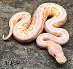 Cinnamon Albino Ball Python