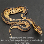 Clown Ball Python