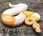 Dreamsicle (Albino Lavender Pied) Ball Python