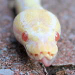 Albino Ball Python