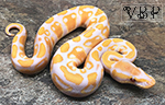 Lavender Albino Ball Python