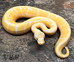 Lavender Albino Bee Ball Python