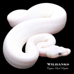 Blue Eyed Leucistic Ball Python