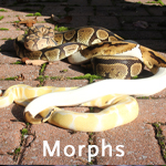 Click here for Morphs