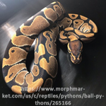 Normal Ball Python