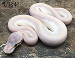 Opal Diamond Ball Python