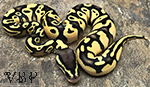 Pastel Super Orange Dream Ball Python