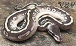 Black Pastel Super Phantom Ball Python