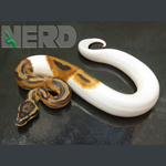 High White Piebald Ball Python