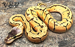 Orange Dream Citrus Pastel Pinstripe Ball Python