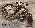 Savannah Ball Python