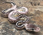 Pastel Savannah (Pewter Mojave) Ball Python