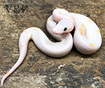 Super Fire Ball Python