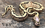 Vanilla Fire Ball Python