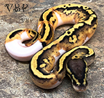 Vesper Pastel Pied Ball Python