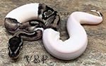 Vesper VPI Axanthic Pied Ball Python